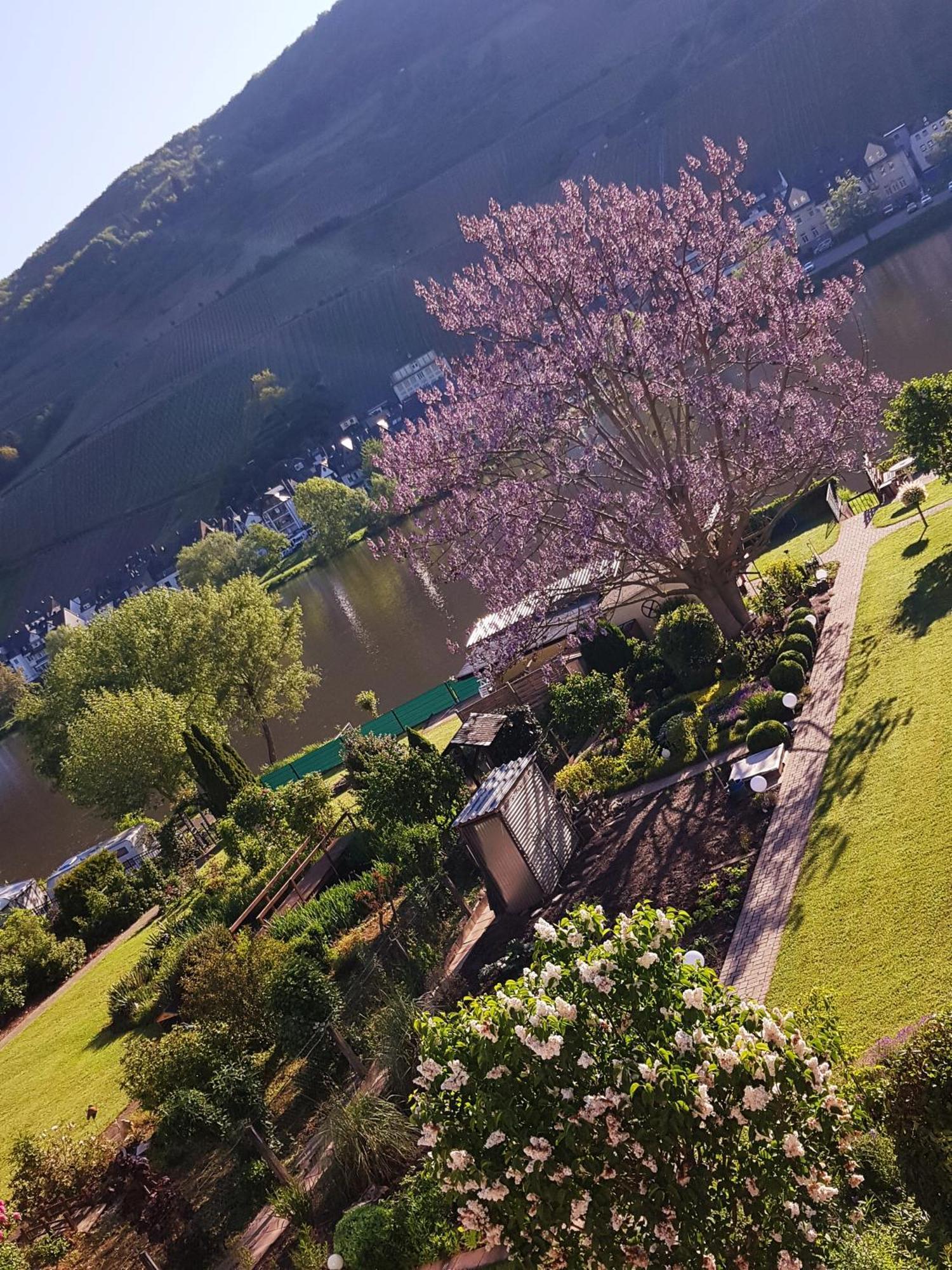 Apartament Zum Blauglockenbaum Zell an der Mosel Zewnętrze zdjęcie